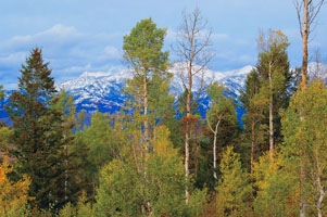 Grouse Creek trees 32
